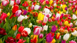 Celebración de los Tulipanes 