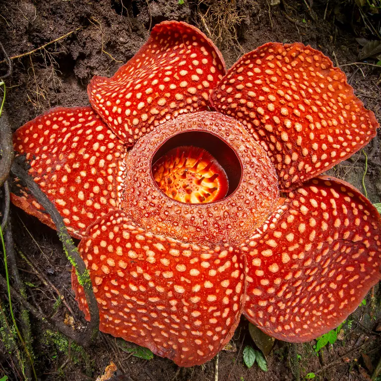 Flor de Sumatra