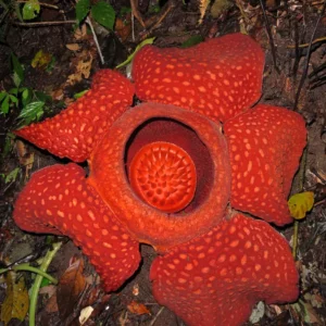 Flor de Sumatra