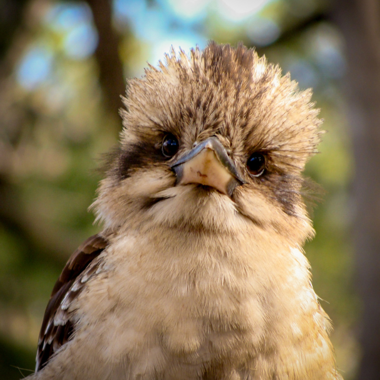 Pájaros exóticos de Australia