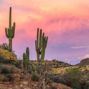 El cactus candelabro