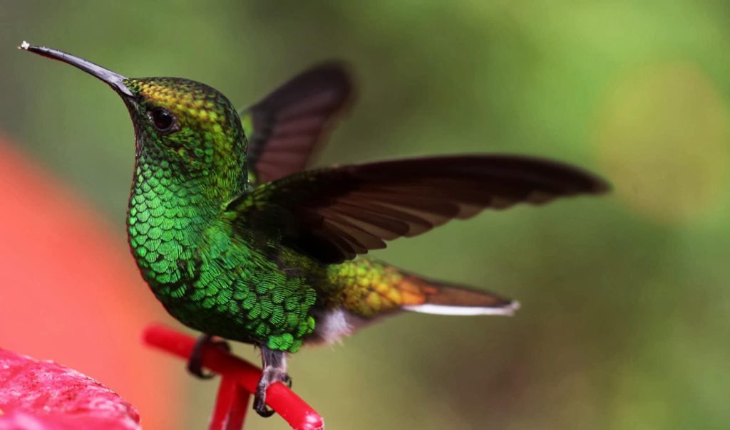 El colibrí esmeralda de Honduras