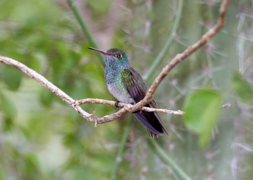El colibrí esmeralda de Honduras