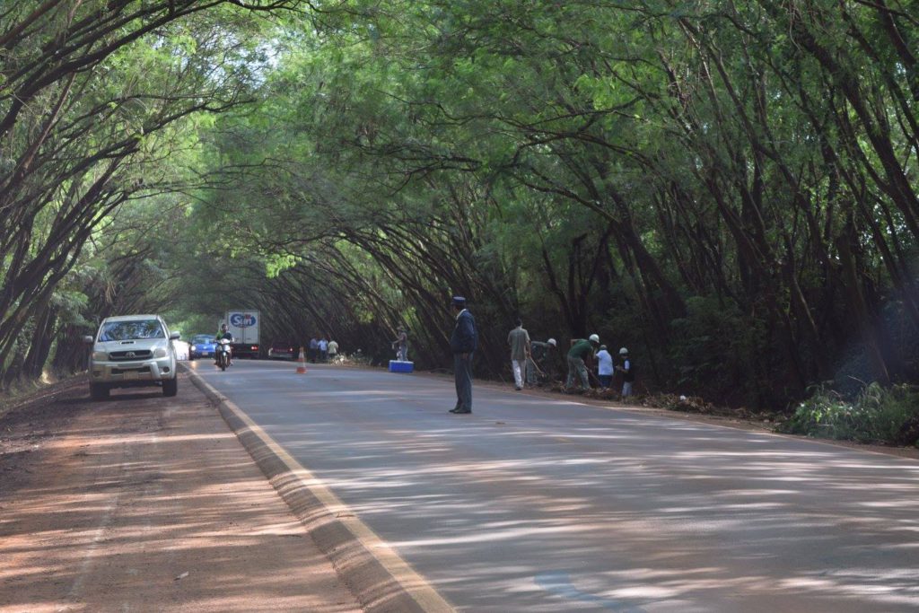 Túnel de árboles