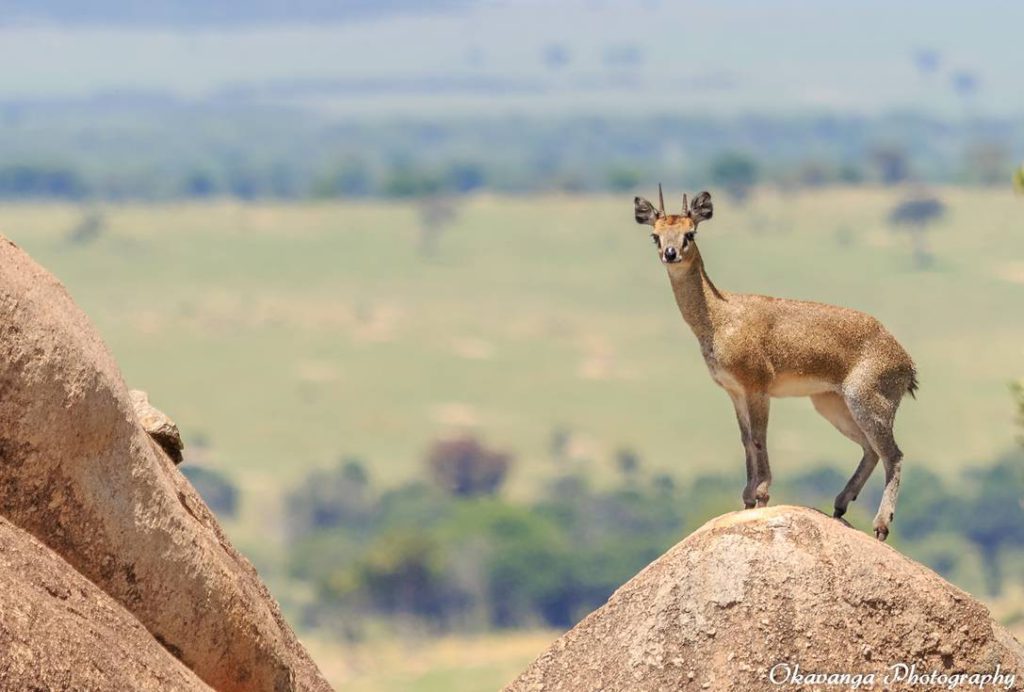 El klipspringer