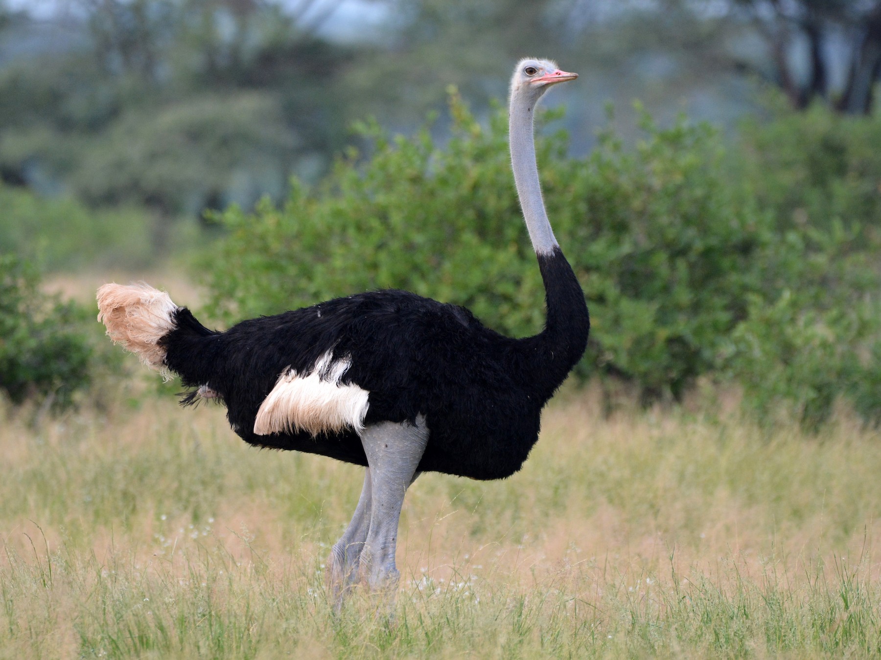 El avestruz de Somalia