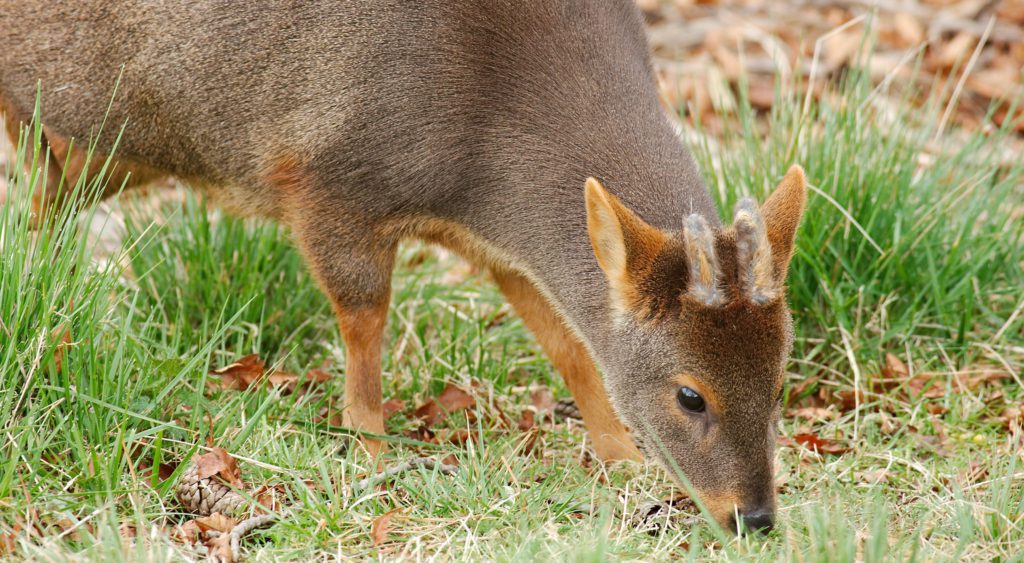 Pudú