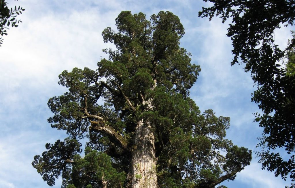 Árbol