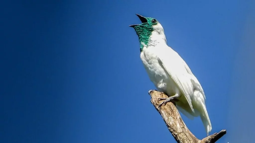 El pájaro campana