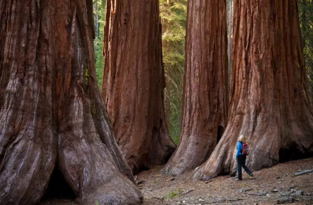 Parque Yosemite