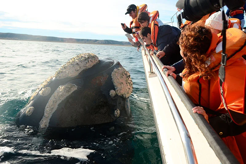 Avistaje de ballenas