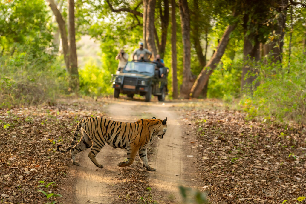 Impresionante tigresa de Bengala (*Panthera tigris*) cruzando un camino forestal durante su recorrido matutino por el territorio; imagen con efecto de desenfoque que muestra a un turista de safari al fondo. Reserva del Parque Nacional de Bandhavgarh, Madhya Pradesh, India.